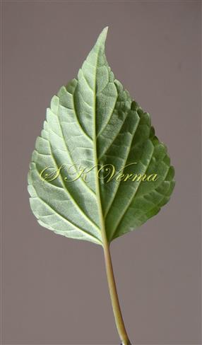  Leaf (Abaxial View)